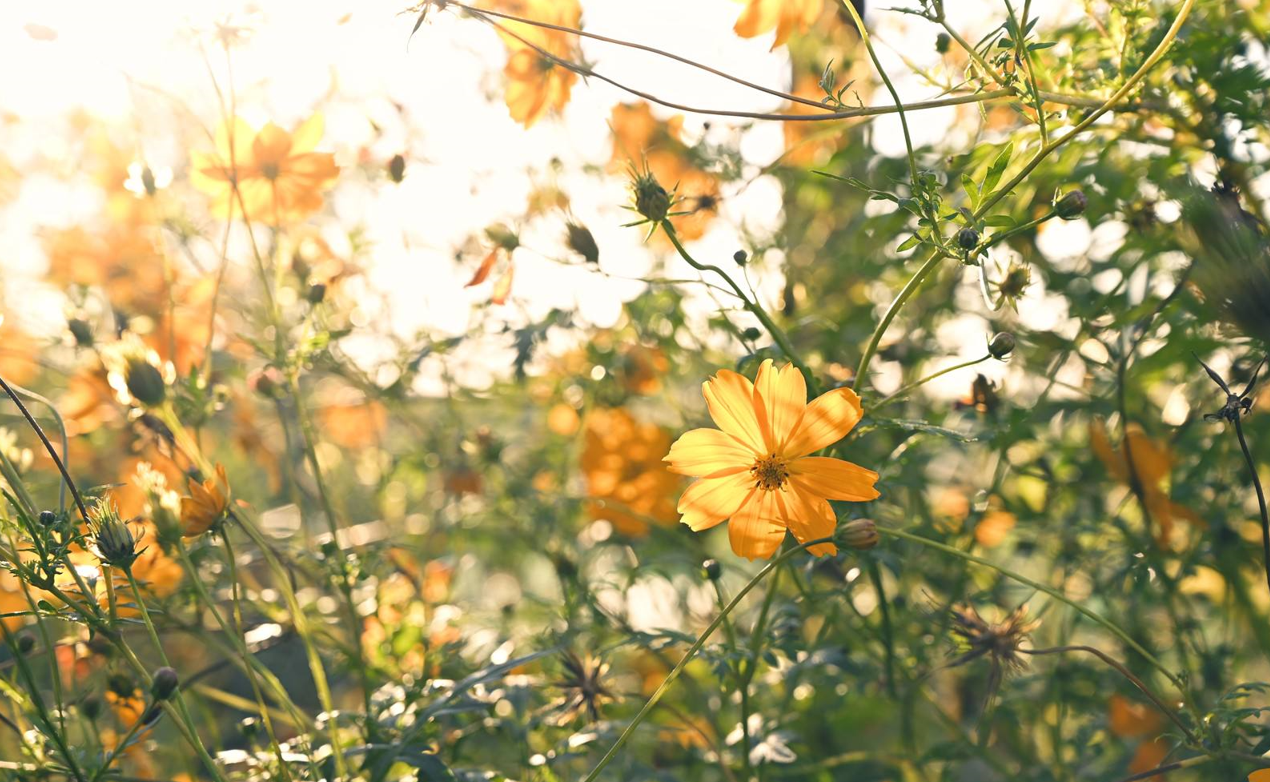 カプとれ レビュー